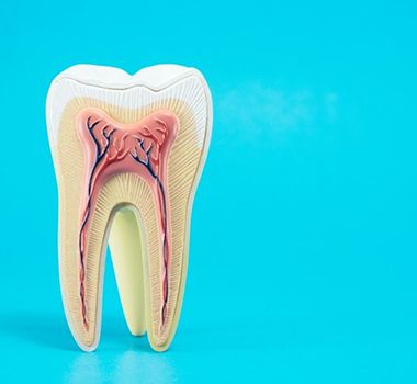 anatomy of a tooth on light blue background