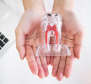 Two hands holding plastic model of inner tooth roots